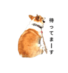 コーギー corgi（個別スタンプ：1）