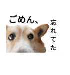 コーギー corgi（個別スタンプ：2）
