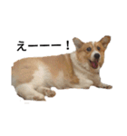 コーギー corgi（個別スタンプ：3）