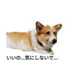 コーギー corgi（個別スタンプ：4）