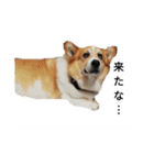 コーギー corgi（個別スタンプ：5）