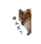 コーギー corgi（個別スタンプ：6）
