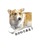 コーギー corgi（個別スタンプ：7）