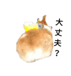 コーギー corgi（個別スタンプ：8）