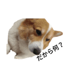 コーギー corgi（個別スタンプ：9）