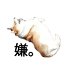コーギー corgi（個別スタンプ：10）