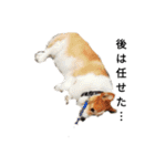 コーギー corgi（個別スタンプ：11）