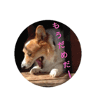 コーギー corgi（個別スタンプ：12）
