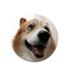 コーギー corgi（個別スタンプ：13）