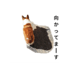 コーギー corgi（個別スタンプ：14）