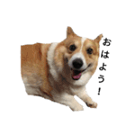 コーギー corgi（個別スタンプ：15）