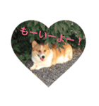 コーギー corgi（個別スタンプ：16）