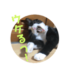 ももたろちゃん。（個別スタンプ：5）