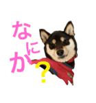 黒柴 武蔵の日常（個別スタンプ：4）