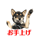 黒柴 武蔵の日常（個別スタンプ：6）