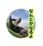 黒柴 武蔵の日常（個別スタンプ：7）