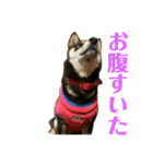 黒柴 武蔵の日常（個別スタンプ：8）
