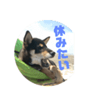 黒柴 武蔵の日常（個別スタンプ：17）