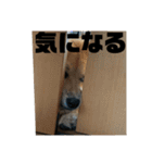 黒柴 武蔵の日常（個別スタンプ：21）