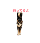 黒柴 武蔵の日常（個別スタンプ：23）