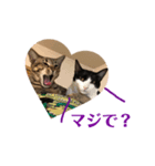 愛ネコ8（個別スタンプ：3）