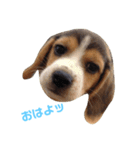 ビーグル犬BECK①（個別スタンプ：1）