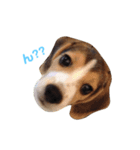 ビーグル犬BECK①（個別スタンプ：2）