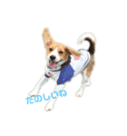 ビーグル犬BECK①（個別スタンプ：3）