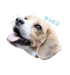 ビーグル犬BECK①（個別スタンプ：4）