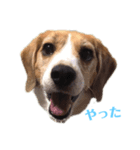 ビーグル犬BECK①（個別スタンプ：5）