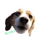 ビーグル犬BECK①（個別スタンプ：6）