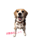 ビーグル犬BECK①（個別スタンプ：7）