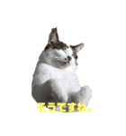 ねこ兄弟は今日も行く（個別スタンプ：1）