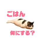 ねこ兄弟は今日も行く（個別スタンプ：2）