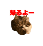 ねこ兄弟は今日も行く（個別スタンプ：3）