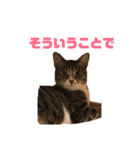 ねこ兄弟は今日も行く（個別スタンプ：5）