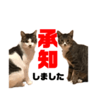 ねこ兄弟は今日も行く（個別スタンプ：6）