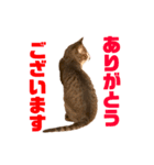 ねこ兄弟は今日も行く（個別スタンプ：7）