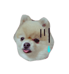 choco*.（個別スタンプ：4）