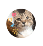 あんずくんその一（個別スタンプ：1）