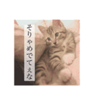 あんずくんその一（個別スタンプ：6）