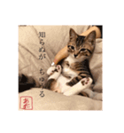 あんずくんその一（個別スタンプ：12）