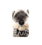 ゆずたん。（個別スタンプ：1）