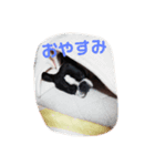 フレブル青ちゃん～ご挨拶～（個別スタンプ：3）