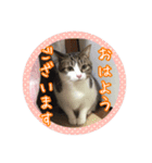 うちのネコのスタンプ（華）（個別スタンプ：1）
