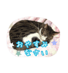 うちのネコのスタンプ（華）（個別スタンプ：2）