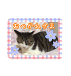 うちのネコのスタンプ（華）（個別スタンプ：4）