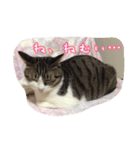 うちのネコのスタンプ（華）（個別スタンプ：6）