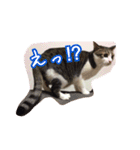 うちのネコのスタンプ（華）（個別スタンプ：7）