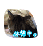 うちのネコのスタンプ（華）（個別スタンプ：8）